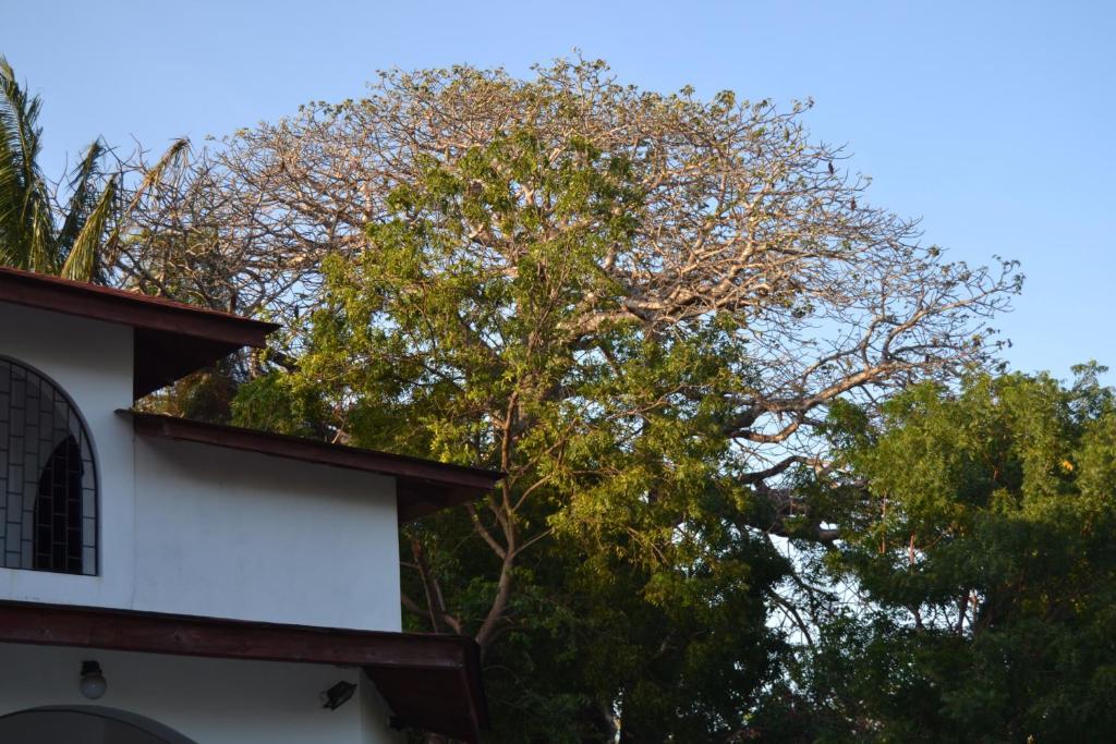 Bed and Breakfast Giraffe House Malindi Exterior foto